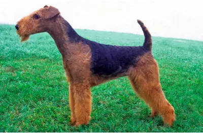 AIREDALE TERRIER