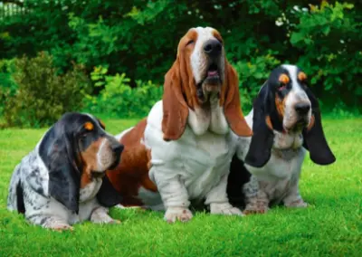 BASSET
