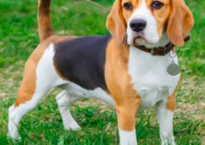 BEAGLE