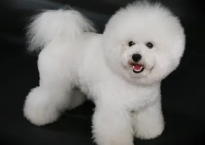 BICHON FRISE
