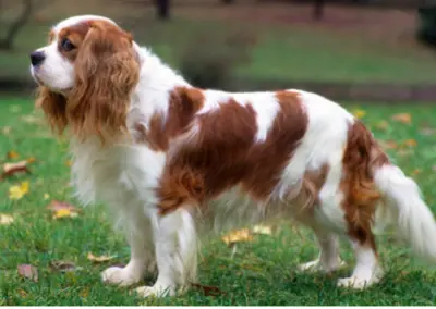 CAVALIER KING CHARLES SPANIEL