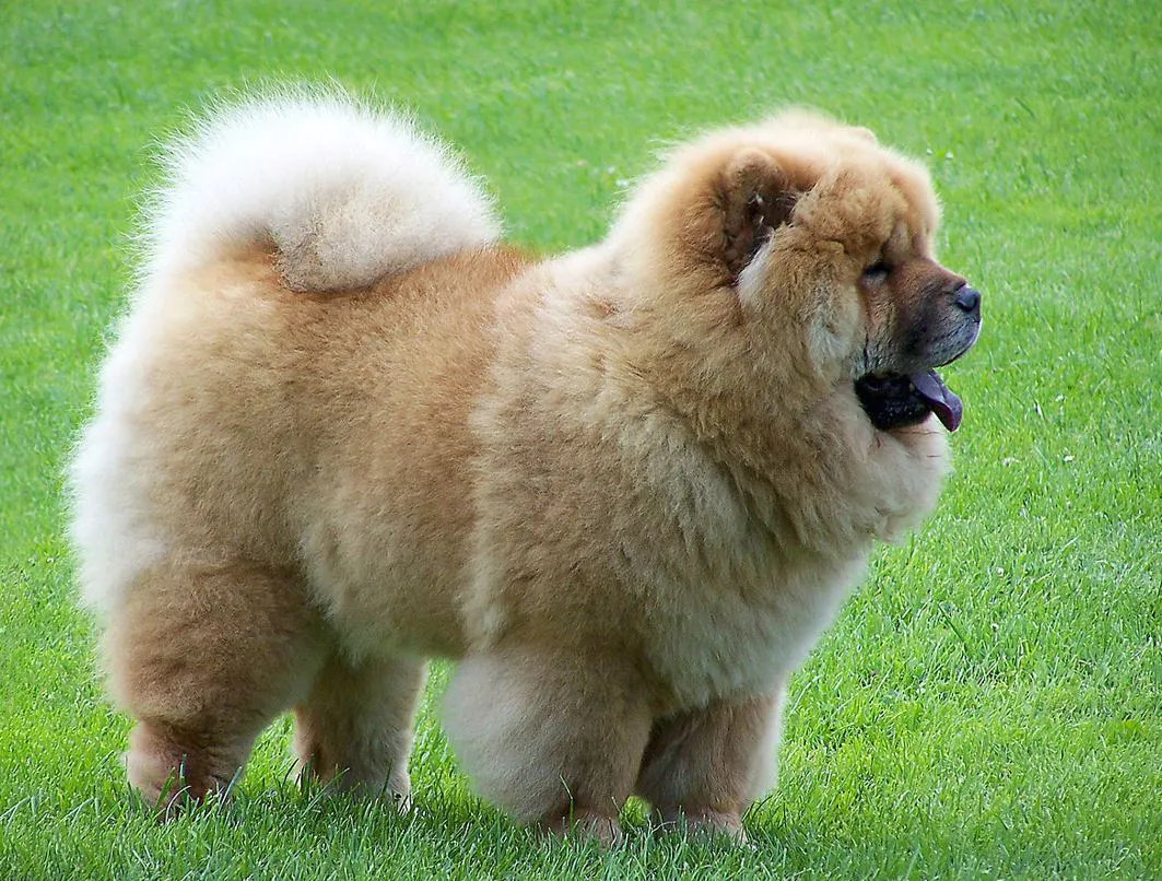 CHOW CHOW