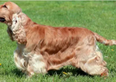 COCKER SPANIEL ANGIELSKI
