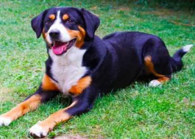 ENTLEBUCHER
