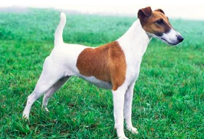 FOXTERRIER