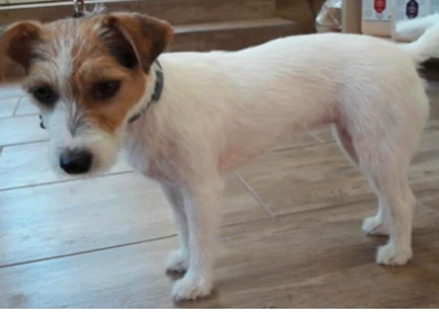 JACK RUSSEL TERRIER