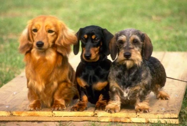 JAMNIK DŁUGOWŁOSY I KRÓTKOWSŁOSY