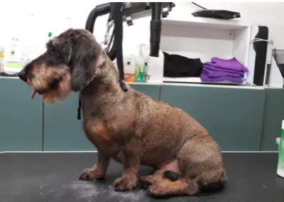 JAMNIK SZORSTKOWLOSY