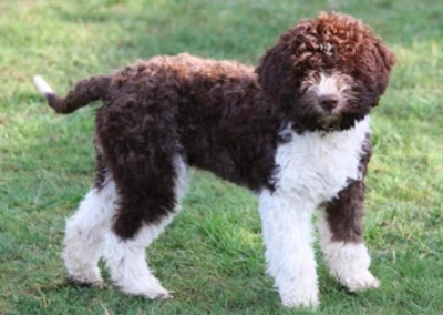 LAGOTTO ROMANGNOLO