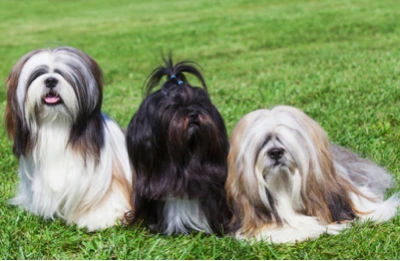 LHASAAPSO