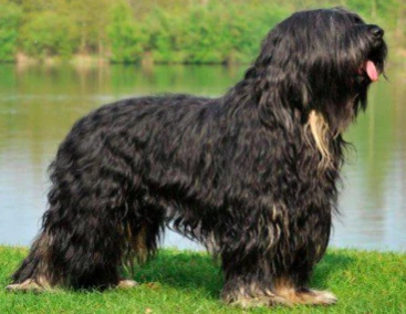 OWCZAREK PORTUGALSKI