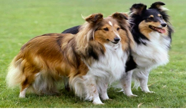 OWCZAREK SZETLANDZKI