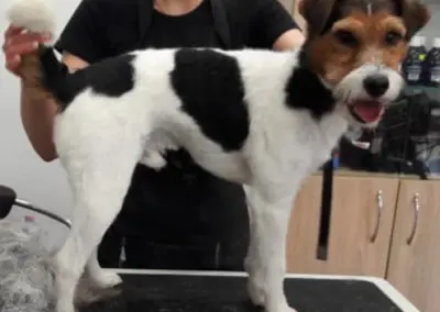 PARSON RUSSEL TERRIER