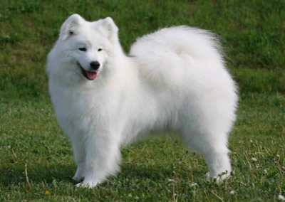 SAMOYED