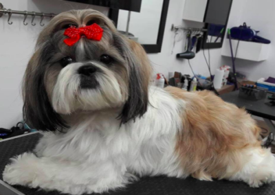 SHIH TZU