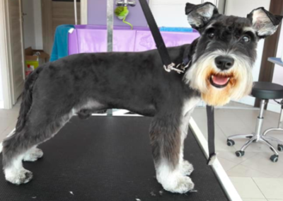 SZNAUCER MINIATUROWY