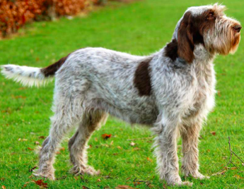 WYŻEŁ WŁOSKI SZORSTKOWŁOSY