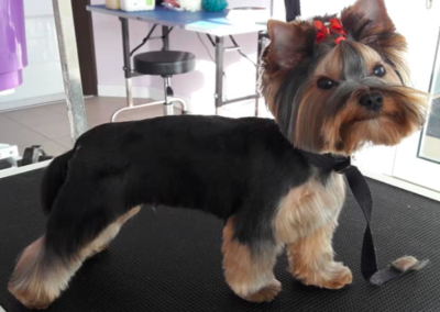 YORKSHIRE TERRIER